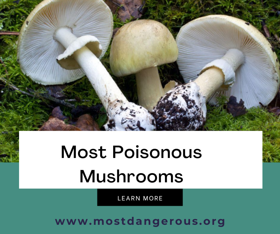 An Infographic Showing Most Poisonous Mushroom