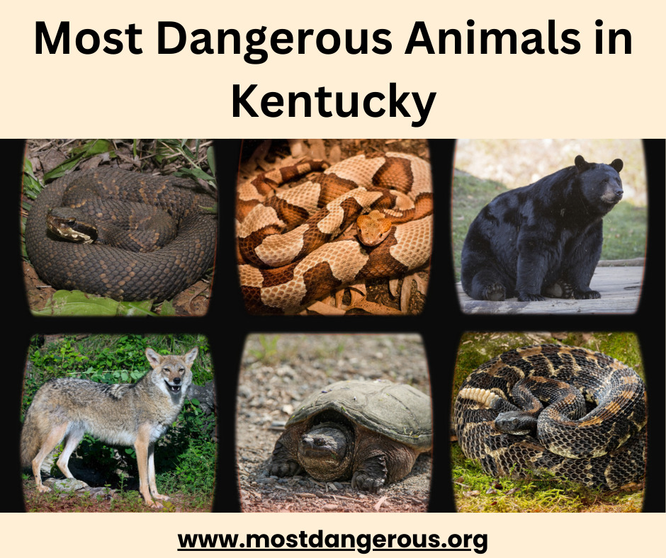 An Infographic Showing Pictures of 6 Most Dangerous Animals in Kentucky