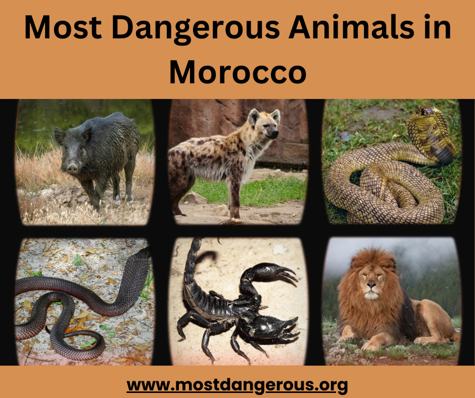 An Infographic Showing Some of the Most Dangerous Animals in Morocco