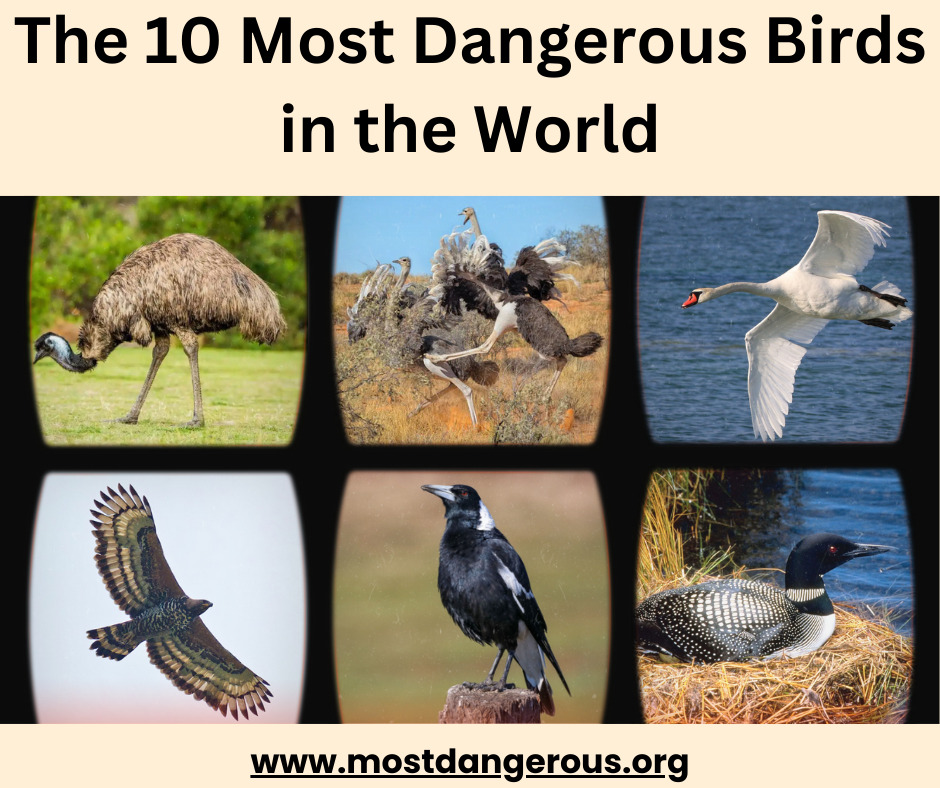 An infographic with pictures of some of the most dangerous birds in the world