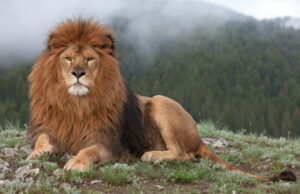 A picture of a Atlas Lion