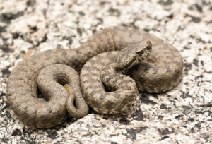 A picture of an Atlas Mountain Viper