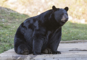 A picture of a Black Bear