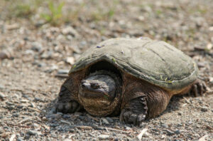 A picture of the Common Snapping Turtle