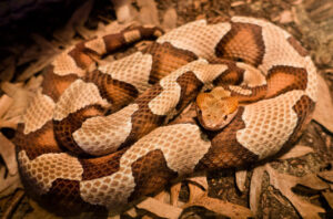 A picture of a Copperhead