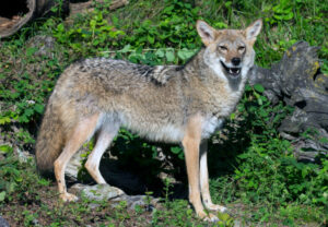 A picture of a Coyote