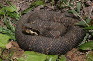 A picture of the Eastern Cottonmouth