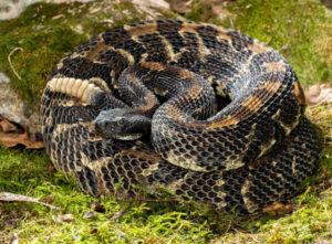 A picture of an Eastern Timber Rattlesnake