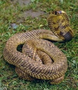 A picture of an Egyptian Cobra