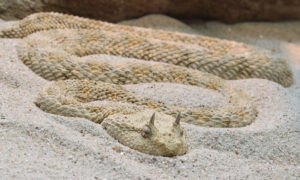 A picture of a Horned Viper