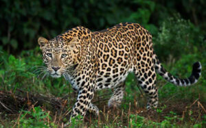 A picture of a Leopard