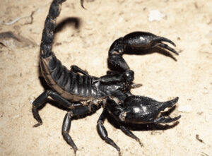 A picture of a Scorpion