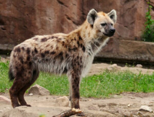 A picture of a Spotted Hyena