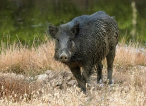 A picture of a Wild Boar