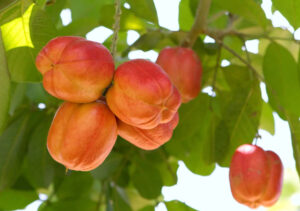 A picture of an Ackee Fruit