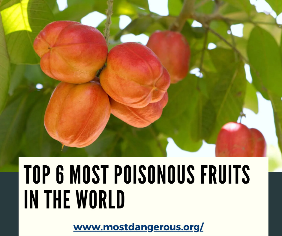 An Infographic Showing Top 6 Most Poisonous Fruits in the World