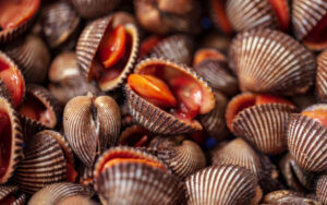 A picture of Blood Clams