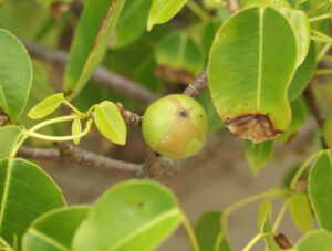 A picture of a Manchineel tree