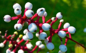 A picture of White Baneberry